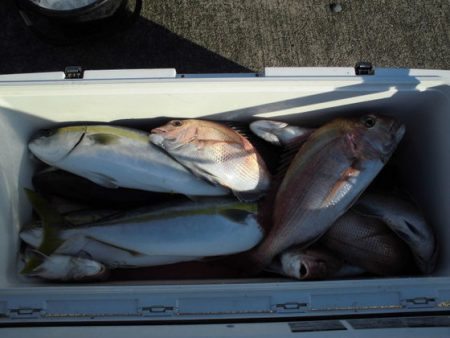 大進丸(新潟) 釣果