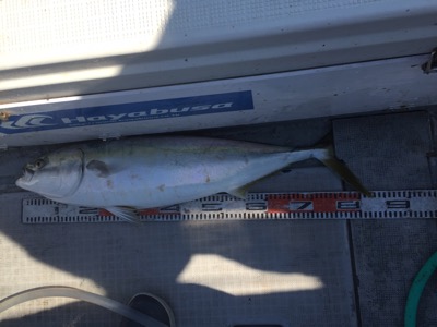 シーモンキー 釣果