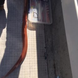 シーモンキー 釣果