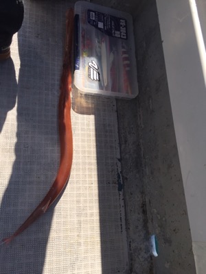 シーモンキー 釣果