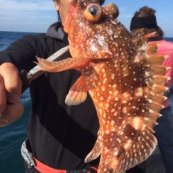 シーモンキー 釣果