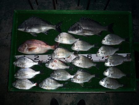 海山フィッシングセンター 釣果