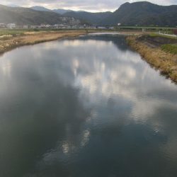 狩野川(狩野川漁業協同組合) 釣果