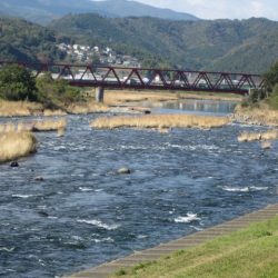 狩野川(狩野川漁業協同組合) 釣果