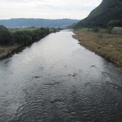 狩野川(狩野川漁業協同組合) 釣果