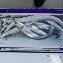 遊漁船　ニライカナイ 釣果