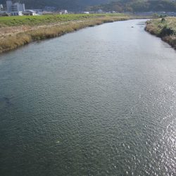 狩野川（狩野川漁業協同組合） 釣果