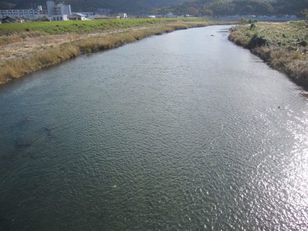 狩野川（狩野川漁業協同組合） 釣果