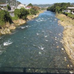 狩野川(狩野川漁業協同組合) 釣果