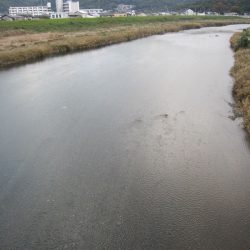 狩野川(狩野川漁業協同組合) 釣果