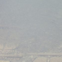 狩野川(狩野川漁業協同組合) 釣果