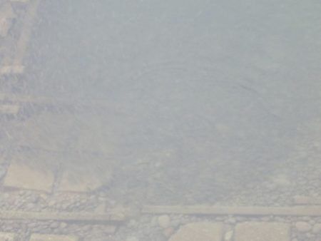 狩野川(狩野川漁業協同組合) 釣果