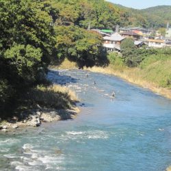 狩野川(狩野川漁業協同組合) 釣果