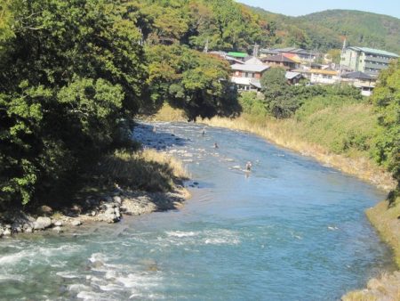 狩野川(狩野川漁業協同組合) 釣果