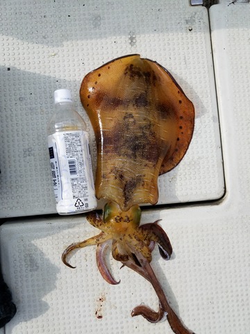 遊漁船　ニライカナイ 釣果