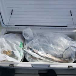 遊漁船　ニライカナイ 釣果