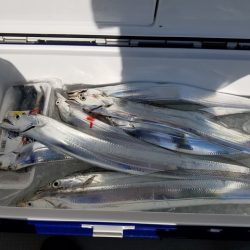 遊漁船　ニライカナイ 釣果