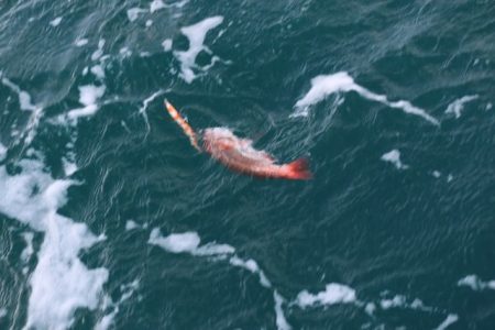 へいみつ丸 釣果