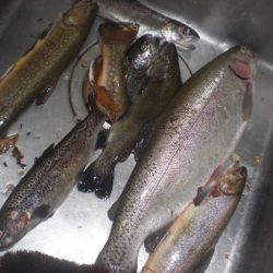 高萩ふれあいの里フィッシングエリア 釣果