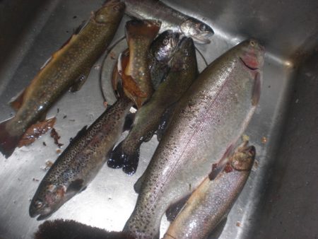 高萩ふれあいの里フィッシングエリア 釣果