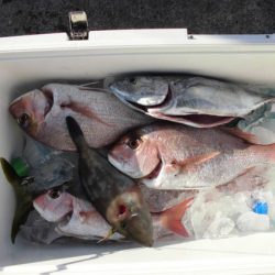 大進丸(新潟) 釣果