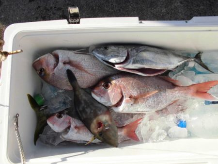 大進丸(新潟) 釣果