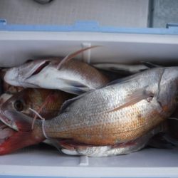 遊漁船 幸友丸 釣果