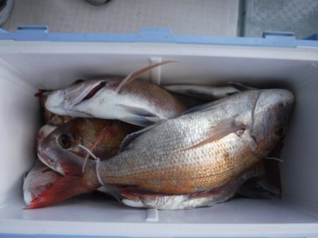 遊漁船 幸友丸 釣果