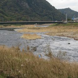 狩野川(狩野川漁業協同組合) 釣果