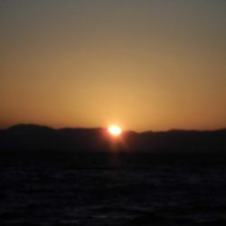 大進丸（新潟） 釣果