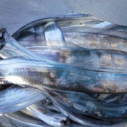 遊漁船 幸友丸 釣果