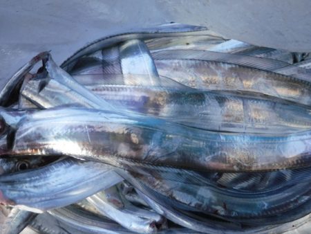 遊漁船 幸友丸 釣果