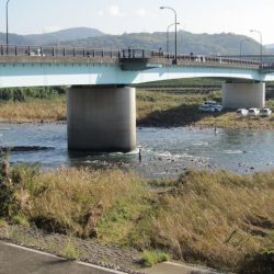 狩野川(狩野川漁業協同組合) 釣果