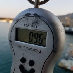 Magic(マジック) 釣果