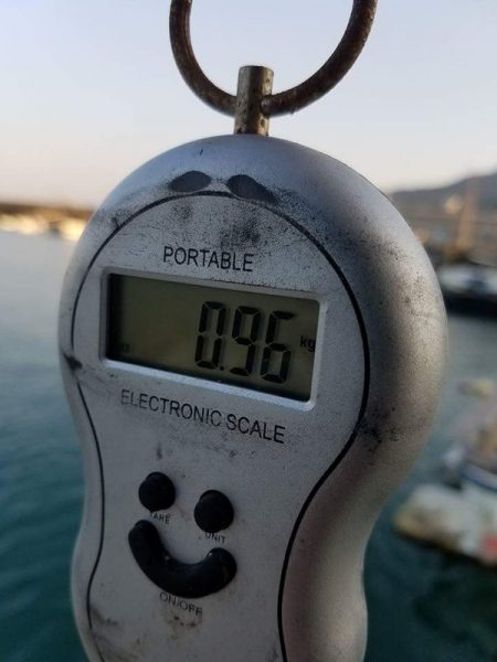 Magic(マジック) 釣果