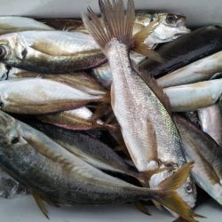 深川　吉野屋 釣果