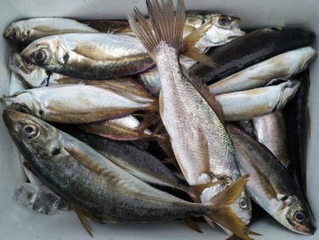 深川　吉野屋 釣果