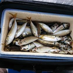 深川 吉野屋 釣果