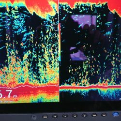 深川 吉野屋 釣果