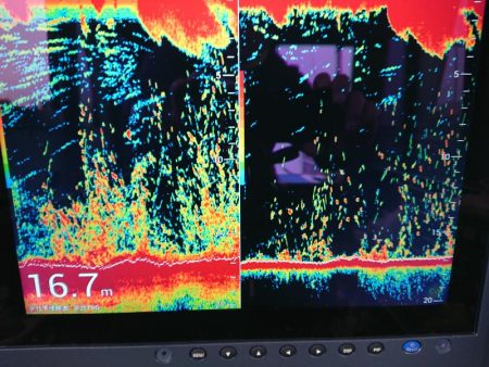 深川 吉野屋 釣果