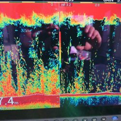 深川 吉野屋 釣果