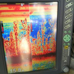 深川 吉野屋 釣果