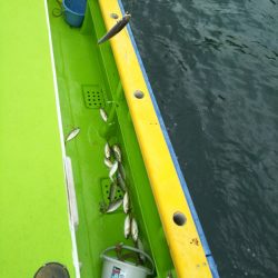 深川 吉野屋 釣果