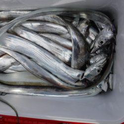 遊漁船 幸友丸 釣果