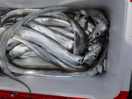 遊漁船 幸友丸 釣果