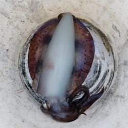 遊漁船 ニライカナイ 釣果