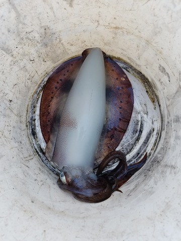 遊漁船 ニライカナイ 釣果