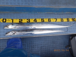 石川丸 釣果