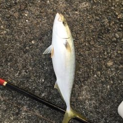 浜吉丸でいく小浦一文字10