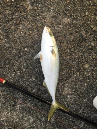 浜吉丸でいく小浦一文字10